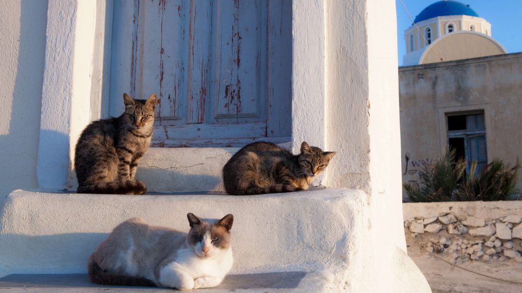 Cats relaxing in the streets of a Greek island
