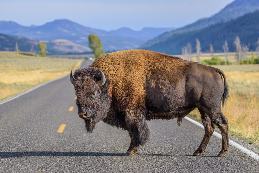 Large Male Bison Is Blocking The Road