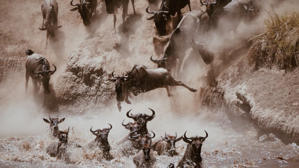 The annual wildebeest migration is an epic journey