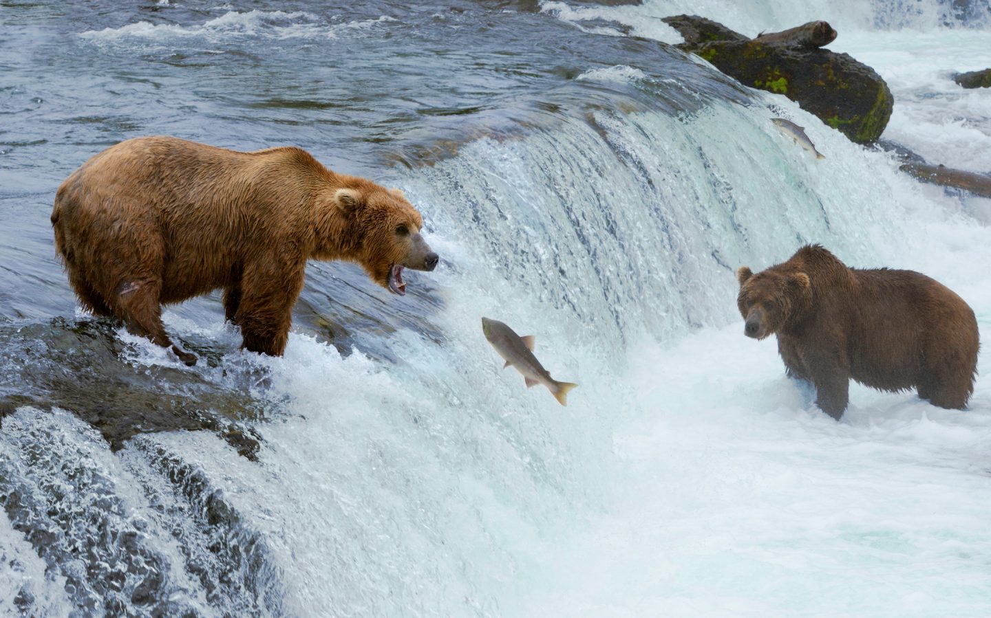 A grizzly bear chasing salmon swimming up the stream