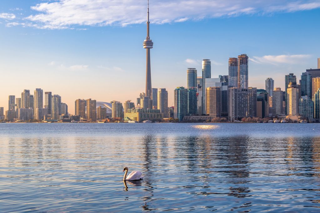 A swan swimming on Ontario lake with the skyline of Toronto in the back, Canada
