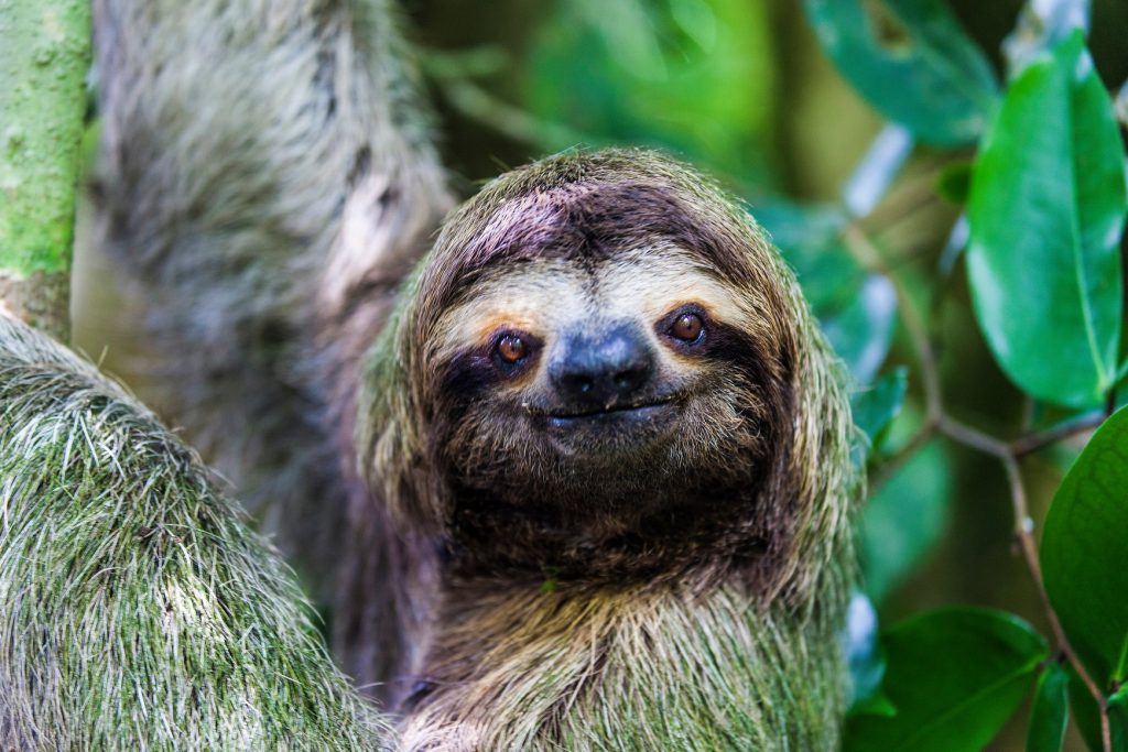 A sloth hanging in the rainforest of Costa Rica.