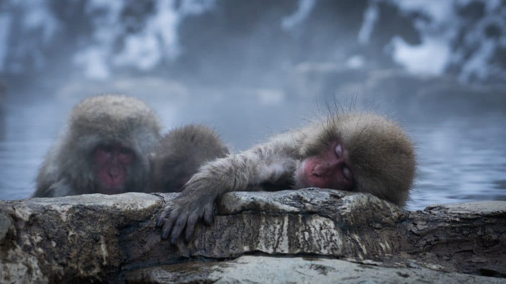Monkeys sleeping and relaxing in the hot springs in Japan.