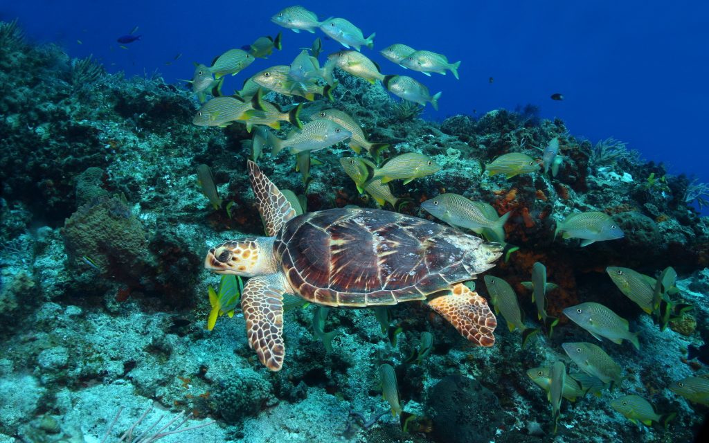 A turtle swimming in the breathtaking underwater world around the island of Cozumel