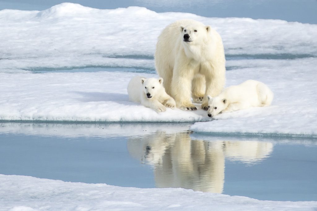 A mother polar bear keeps an eye on her two cubs resting in the Norwegian Arctic in Svalbard
