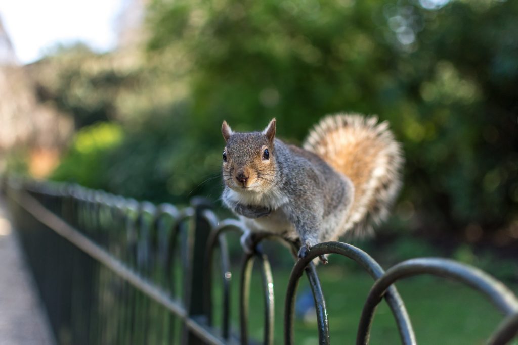 A squirrel leaning forward on a fence at hyde park in London