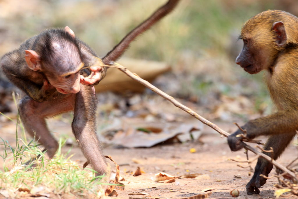 Olive baboons playing with each other in Mole National Park, Ghana.