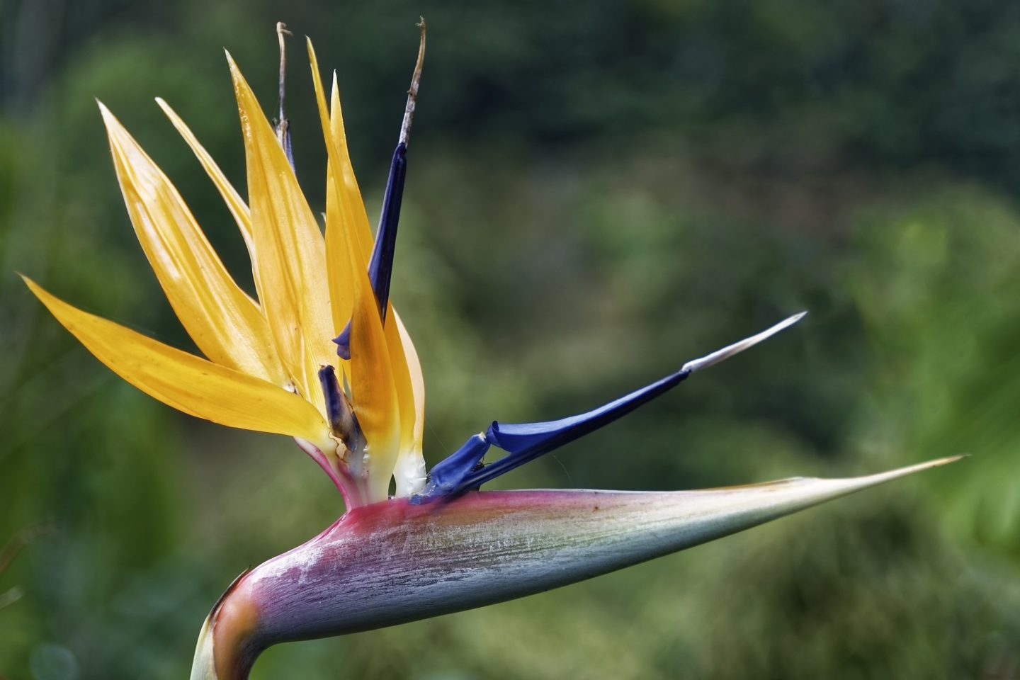 Discover the most exotic flowers of Colombia